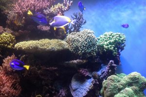 Monterey Bay Coral Reef